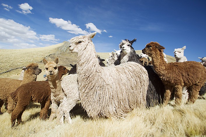 Alpaca Herd in Peru